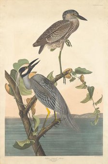 Yellow-crowned Heron, 1836. Creator: Robert Havell.