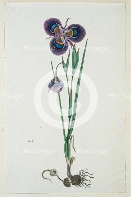 Moraea villosa Ker-Gawl. (Cape tulip), 1777-1786. Creator: Robert Jacob Gordon.