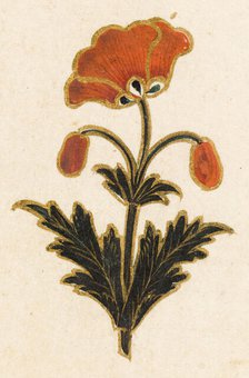 Red poppy motif, Folio from the Small Clive Album, Dated 1674-1675. Creator: Unknown.
