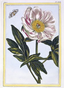 Flesh coloured common Paeony,  pub. 1776. Creator: Pierre Joseph Buchoz (1731-1807).