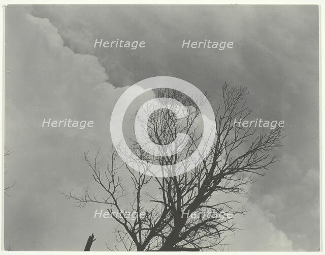 Tree Set 3, c. 1924. Creator: Alfred Stieglitz.