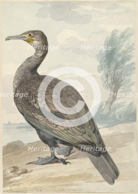 Cormorant, 1720-1792. Creator: Aert Schouman.