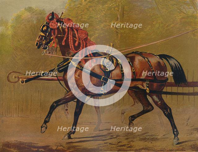 'A State Carriage Horse', c1879. Creator: Unknown.