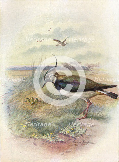 'Lapwing or Peewit - Vnel'lus vulga'ris', c1910, (1910). Artist: George James Rankin.