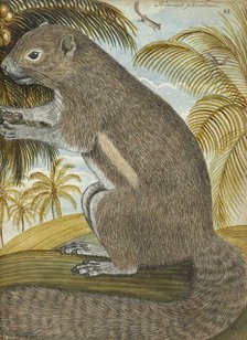 Sciurus plantani (Plantain squirrel), 1784. Creator: Jan Brandes.