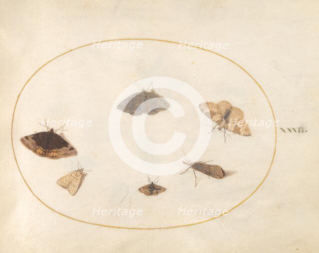 Plate 32: Six Moths, c. 1575/1580. Creator: Joris Hoefnagel.