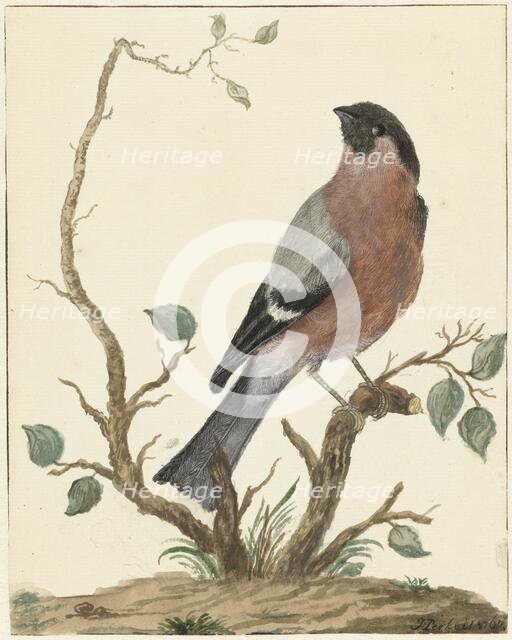 Bullfinch, 1767. Creator: Jacobus Perkois.