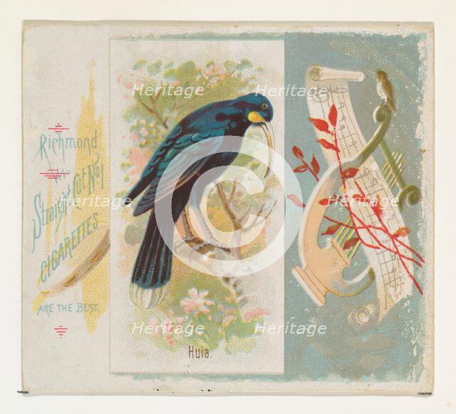 Huia, from the Song Birds of the World series (N42) for Allen & Ginter Cigarettes, 1890. Creator: Allen & Ginter.