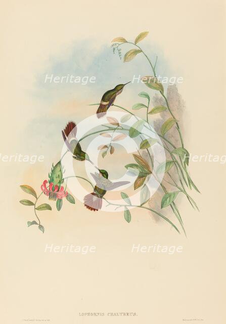 Lophornis chalybeus (Festive Coquette). Creators: John Gould, Henry Constantine Richter.