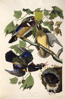 The wood duck. From "The Birds of America", 1827-1838. Creator: Audubon, John James (1785-1851).