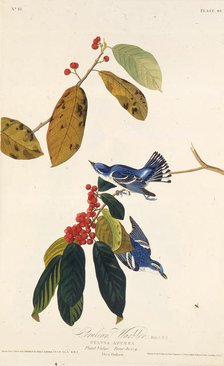 The cerulean warbler. From "The Birds of America", 1827-1838. Creator: Audubon, John James (1785-1851).