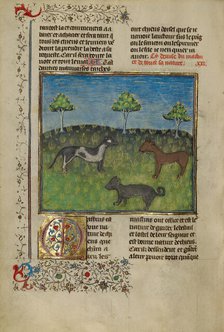 Mastiffs; Livre de la Chasse, about 1430-1440. Creator: Unknown.