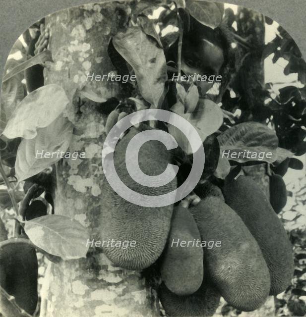 'Tropical Fruit as it Grows on the Island of Java', c1930s. Creator: Unknown.