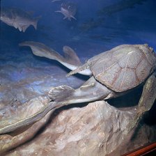 Model of a Bothriolepsis. Artist: Unknown