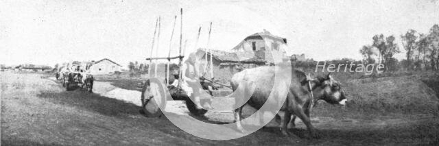 'De Florina a Monastir; les chars macedonies, herisses de pieux et traines par des boeufs', 1916. Creator: Unknown.