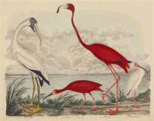 Wood Ibis, Scarlet Ibis, Flamingo, and White Ibis, published 1808-1814. Creator: John G. Warnicke.