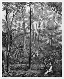 View Taken in the Woods, Bonin Islands, 19th century. Creators: Alexander Postels, Godefroy Engelmann, Louis Jules Federe Villeneuve.