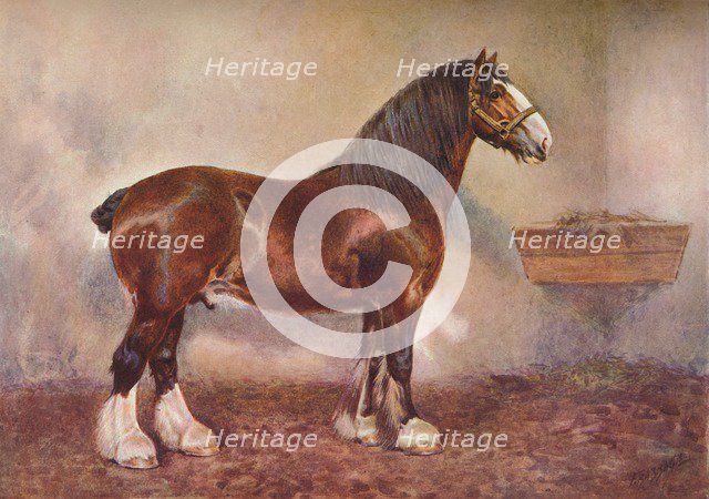 Clydedale stallion Prince of Albion, c1900 (c1910). Artist: Frank Babbage.