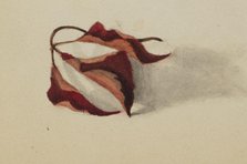 Untitled (Curled Autumn Leaves), 1872. Creator: Mary Vaux Walcott.