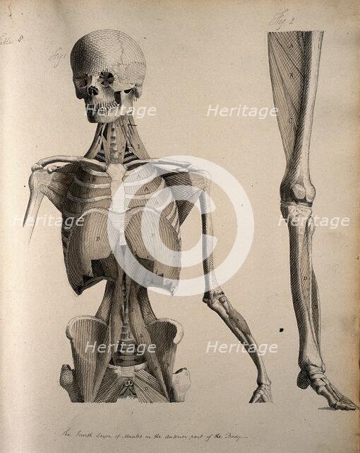 Left, muscles of the head and trunk (front view); right, muscles of the..., between 1800 and 1899. Creator: Unknown.