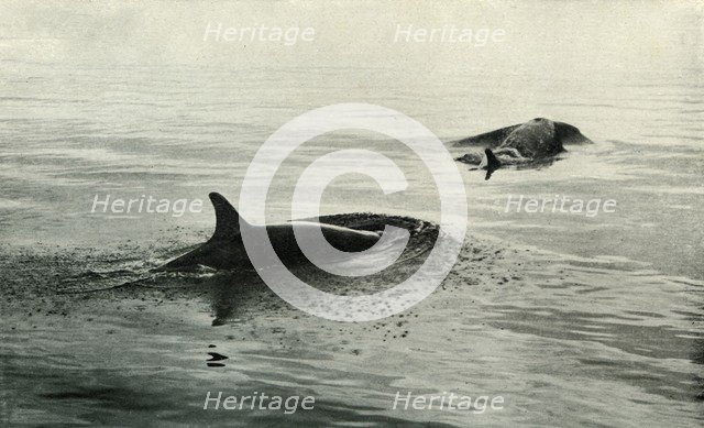 'Killer Whales Rising To Blow', c1910–1913, (1913). Artist: Herbert Ponting.