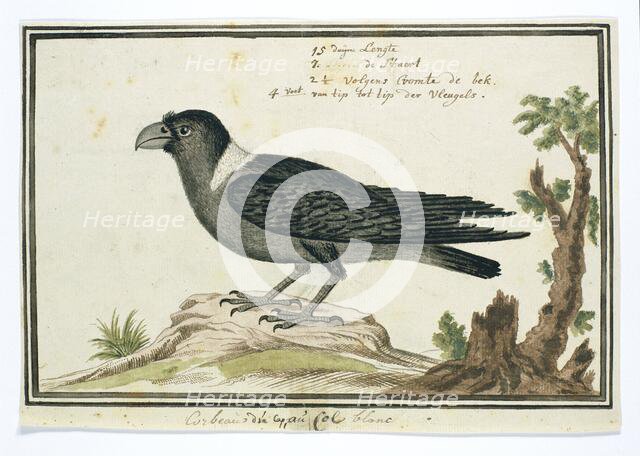 Corvus albicollis (White-necked raven), 1777-1786. Creator: Robert Jacob Gordon.