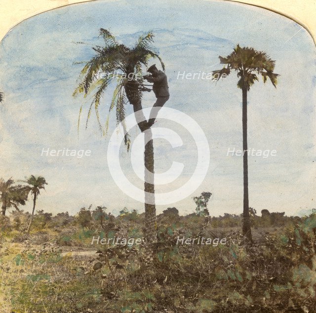 Captain Osman shooting from a tree with the aid of straps, India, 1900s. Artist: Unknown