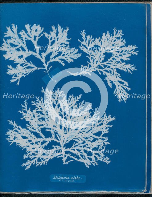 Delesseria alata a. in fruit, 1843 or 1844. Creator: Anna Atkins.