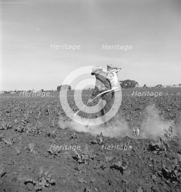 Dusting cauliflower plants near Santa Maria, California, 1937. Creator: Dorothea Lange.