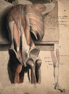 A prone écorché figure, seen from behind, resting on a table, with the bones and muscles..., 1815. Creator: Charles Landseer.