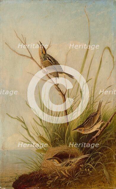 Sharp-Tailed Finch, 1831/1833. Creator: Joseph Bartholomew Kidd.