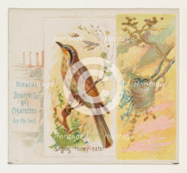Singing Honey-eater, from the Song Birds of the World series (N42) for Allen & Ginter Ciga..., 1890. Creator: Allen & Ginter.