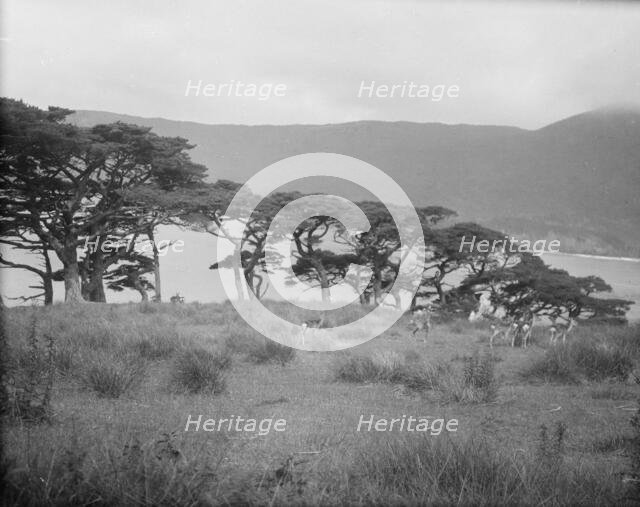 Travel views of Japan and Korea, 1908. Creator: Arnold Genthe.