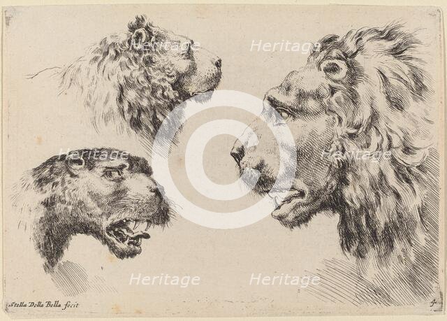 Three Lion Heads, probably 1649. Creator: Stefano della Bella.