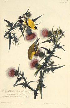 The American goldfinch. From "The Birds of America", 1827-1838. Creator: Audubon, John James (1785-1851).