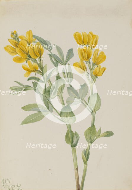Goldenpea (Thermopsis rhombifolia), 1923. Creator: Mary Vaux Walcott.