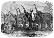 A squad of elephants saluting the Commandant at Dinapore, India, 1864. Creator: Mason Jackson.