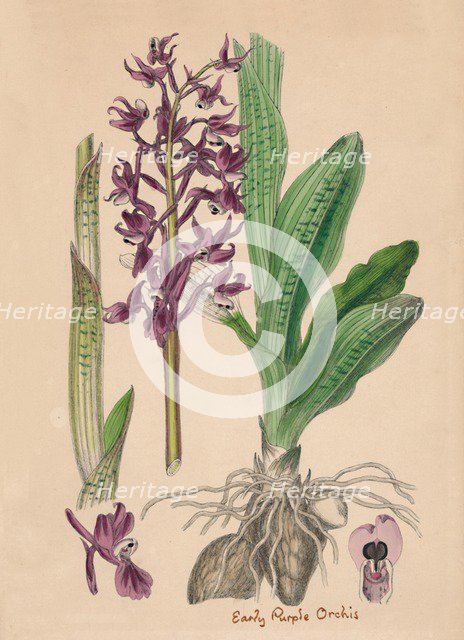 'Orchis mascula. Early purple Orchis', 19th Century. Artist: Unknown.