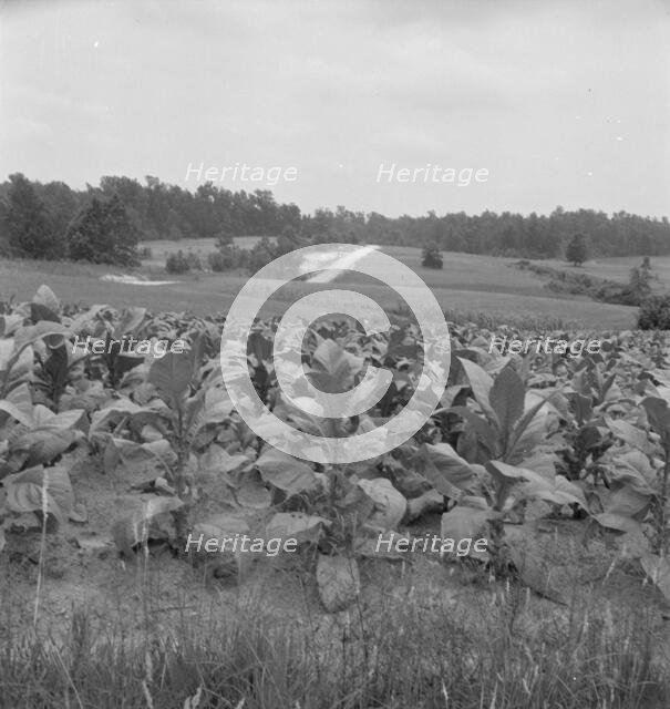 Possibly: Bright cigarette tobacco growing in..., near Upchurch, North Carolina, 1939. Creator: Dorothea Lange.