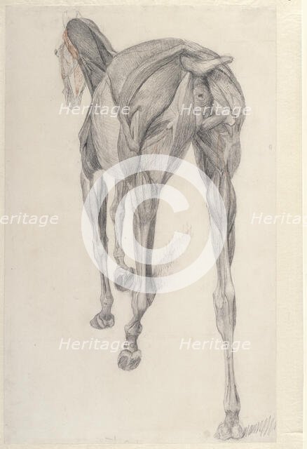 Working drawing for 'The Thirteenth Anatomical Table of the Muscles ... of the Horse', 1756. Creator: George Stubbs.