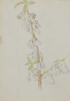 (Untitled--Flower Study), n.d. Creator: Mary Vaux Walcott.