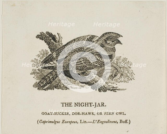 The Night-Jar, n.d. Creator: Thomas Bewick.