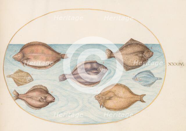 Animalia Aqvatilia et Cochiliata (Aqva): Plate XXXIV, c. 1575/1580. Creator: Joris Hoefnagel.