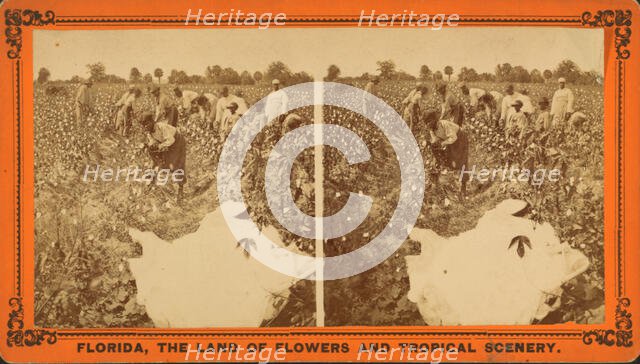 Picking cotton, c1850-c1930. Creator: Unknown.