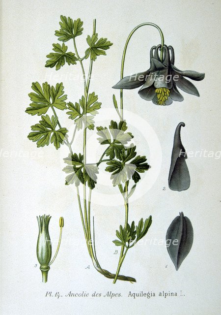 Alpine columbine, 1893. Artist: Unknown