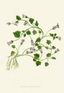 'Ivy-Leaved Bellflower', c1891, (1891). Artist: Anne Pratt.