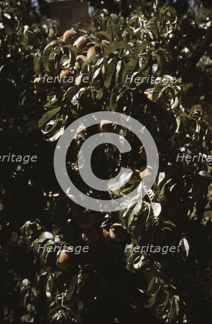 A branch of peaches in an orchard, Delta County, Colo., 1940. Creator: Russell Lee.