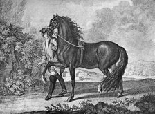 Italian Neapolitan horse, 1722 (1938). Artist: Unknown