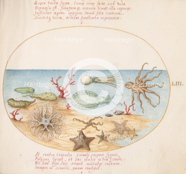 Animalia Aqvatilia et Cochiliata (Aqva): Plate LIII, c. 1575/1580. Creator: Joris Hoefnagel.