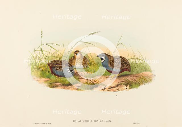 Excalftoria minima (Blue-breasted Quail). Creators: John Gould, Henry Constantine Richter.